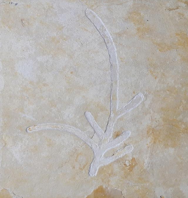 Brachyphyllum nepos SAPORTA 1884 - Bild &copy; FossNet FossilienStore